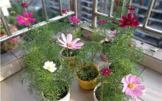 格桑花一年的开放次数,只会在6-8月份开放一次