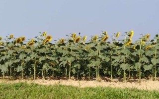 葵花怎么使用硼肥，播种前可用硼肥浸种