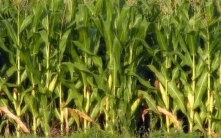 东北丰2125玉米品种的特性,栽培密度为5500株/亩
