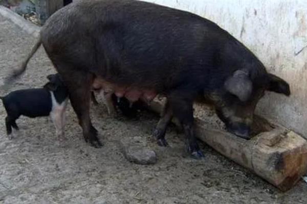 母猪产仔后不喂奶还咬小猪如何解决，根据引发原因采取针对性措施