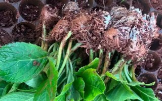 绣球花怎么繁殖，可分株也可压条繁殖