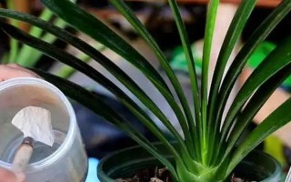 君子兰流出黑色液体如何解决，清理伤口经过消毒后再换土重栽