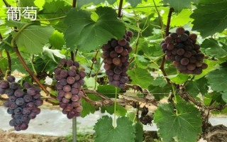 阳光不足的地方适合种什么果树，适合种枇杷树、石榴树等