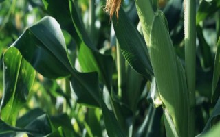 北玉311（试验名称：北玉311）玉米品种简介，高抗穗腐病