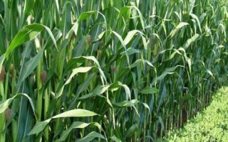 凯元830玉米种子简介，适宜密度4500株/亩左右