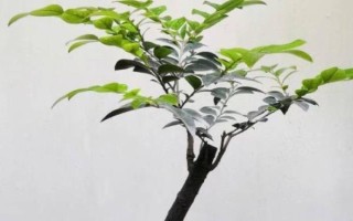 小叶紫檀干叶的原因,可能是土壤板结或强光暴晒所致
