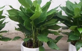 万年青如何养殖，每隔15天施一次腐熟的有机液肥