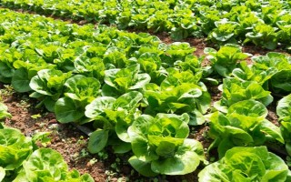 白菜的生长周期是多久，是55-100天左右