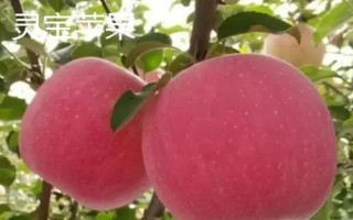 河南三门峡市的特产,三门峡核桃名气大