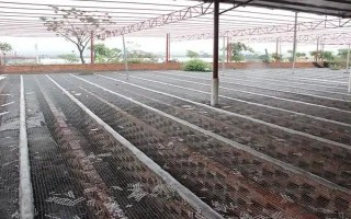 养鸭大棚怎么建，建议大棚的朝向为东西方向