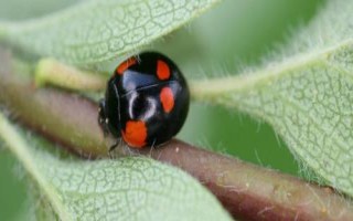 瓢虫是益虫还是害虫，颜色鲜艳的品种基本是害虫