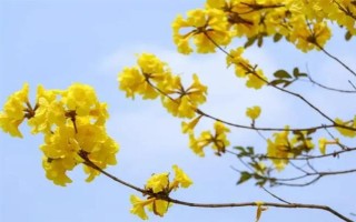 风铃木的寓意，花语是感谢