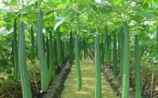 丝瓜为什么只长藤开花不结果，营养过剩、光照和雌花过多等因素均会造成