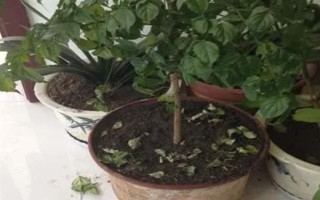 幸福树叶片背面有粘液的原因，一般是受到了蚧壳虫的危害