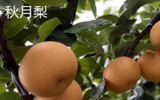 哪些农作物在秋季成熟，包括花生、玉米、西红柿等品种