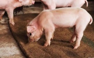 猪苗的价格，各地的售价有很大区别