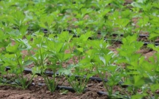 芹菜生长期如何管理，做好水肥、温度和病虫害管理工作