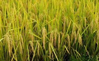 益9优629水稻种简介,属早熟籼型晚稻品种