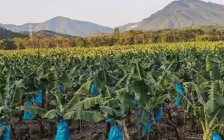 降低香蕉寒害的解决方案,可多施有机肥、钾肥