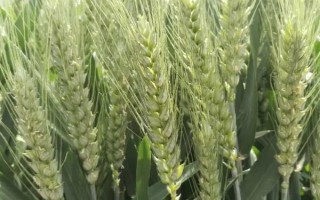 平安7号小麦种子特点，全生育期219天