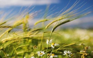 山理蓝5390小麦种子特征特性,适宜播期10月5日~15日