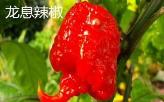 世界最辣的辣椒排行榜，大家吃过哪几种