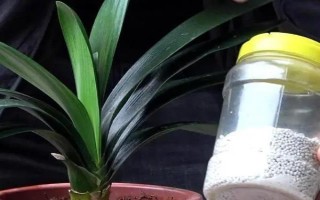 如何判断君子兰是否缺肥，缺磷时会出现花色暗淡、开花不良等情况