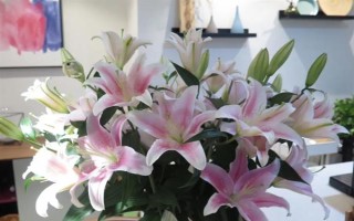 百合花能否在室外过冬,气温超过0℃才能养在室外
