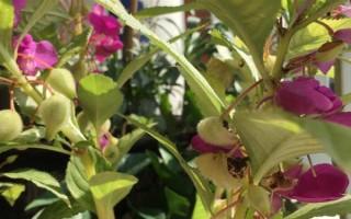 凤仙花的生长变化，播种后50天左右便可长出花蕾