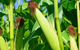 铭松A66玉米品种简介,辽宁省春播生育期128天