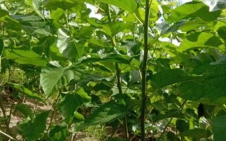 桑葚苗的价格,大约在2-5元左右一棵