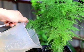 文竹叶片发黄如何处理，因受到暴晒而发黄需转移到半阴处