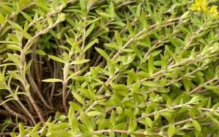 垂盆草怎么养殖,生长期间每隔半个月追施一次复合肥