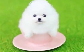 怎么养茶杯犬幼犬，幼龄时期必须供给充足的营养