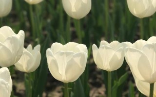 郁金香一年开花几次，郁金香每年只盛开一次