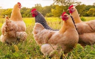 为什么十月份鸡不下蛋了,可能是温度较低或饲料不足所致