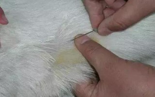 羊摄食打了除草剂的草有没有问题，情况严重时会导致死亡