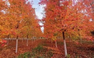 美国红枫简介，是生长最快的枫树品种