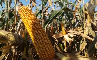 京科193玉米种子特点，2014年鉴定中抗小斑病