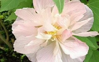 变色花的种类,包括牵牛花、绣球花等品种