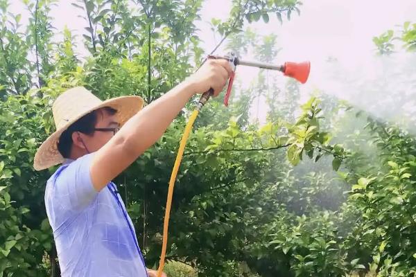 柑橘煤污病的发病特点，在叶片、枝梢及果实的表面有黑色的煤污斑
