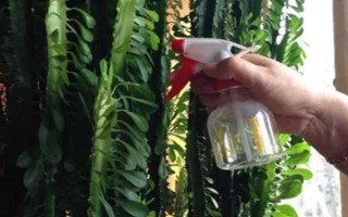 龙骨花怎么养殖，春秋季节每隔1-2周浇一次水