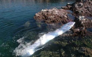 带鱼吃什么，养殖的带鱼爱吃动物饲料