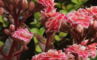 长寿花不开花只长叶子的原因，可能是光照不足或施肥过少等