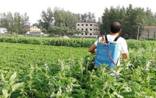 哪些肥料不适合芝麻使用,磷肥、酸性肥料、叶面肥等都不适合