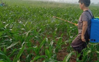 怎么防治玉米的虫害，轮作倒茬、清洁田园可减少初侵染源