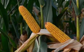 鑫友125玉米种子特点,生育期132天