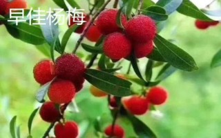 杨梅苗几年可以挂果，通常4-5年之内就能挂果