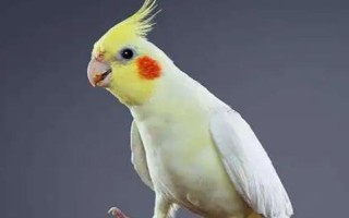 鹦鹉的品种介绍，常见的有虎皮鹦鹉、亚历山大鹦鹉等