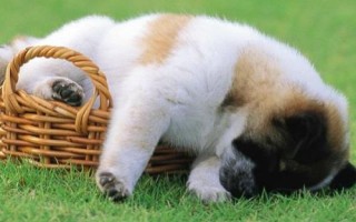 狗狗肛门腺炎的症状，早期患犬表现出不断舔舐肛门